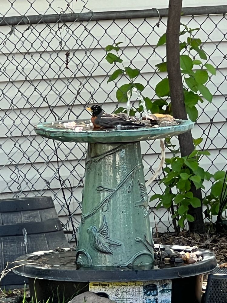 A Robin bathes in a bird bath