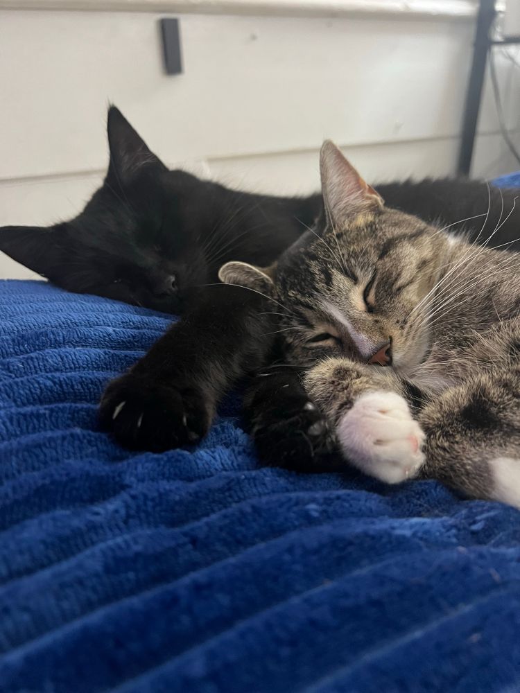 Two cats snooze on a blue pillow. They’re laying on each other in similar poses. 