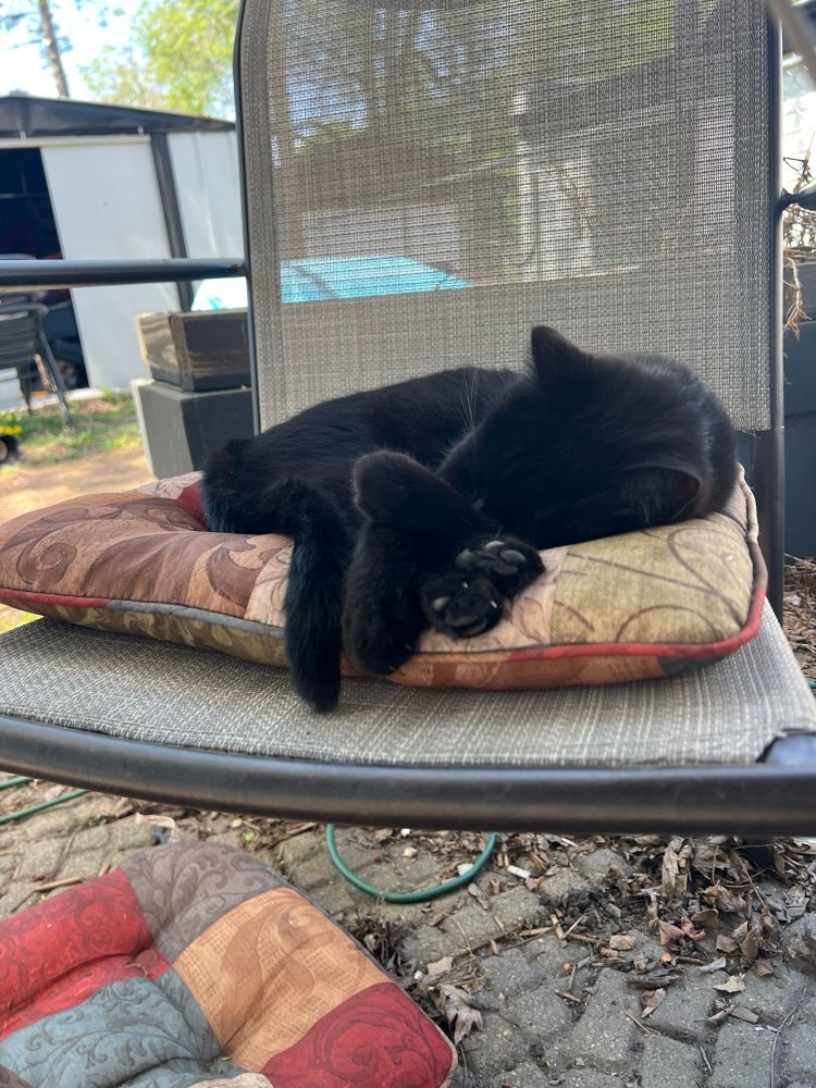 A black cat snoozes on a patio chair. Some toe beans are visible
