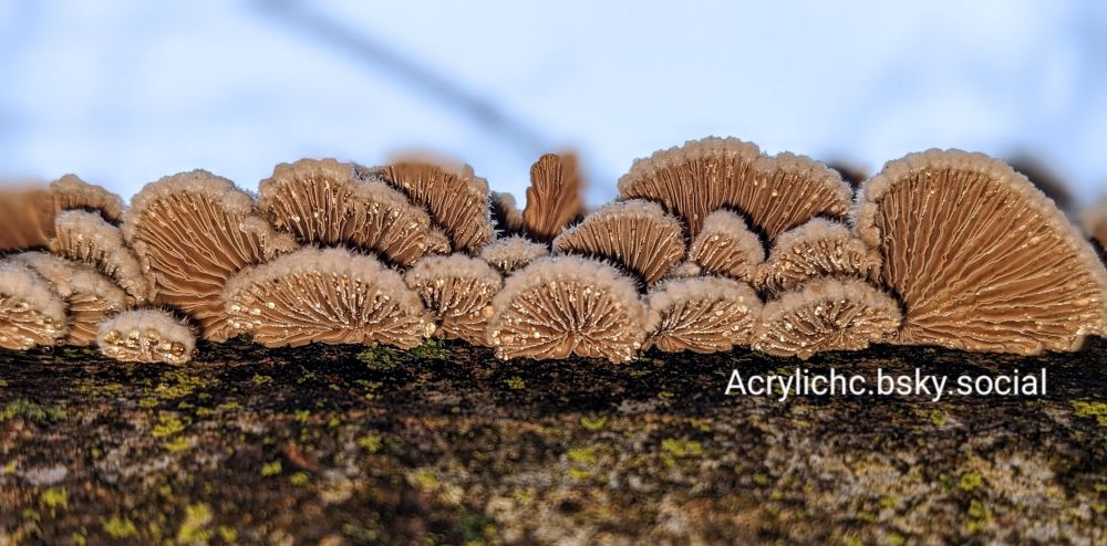 These are the undersides of some fuzzy splitgills I photographed. These had little droplets of guttation excreting out of the gills of the fungi, which made them appear glittery. 