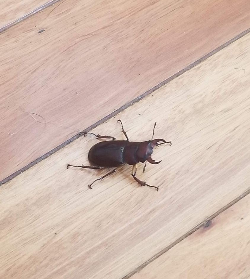 Stag beetle doing it's best.