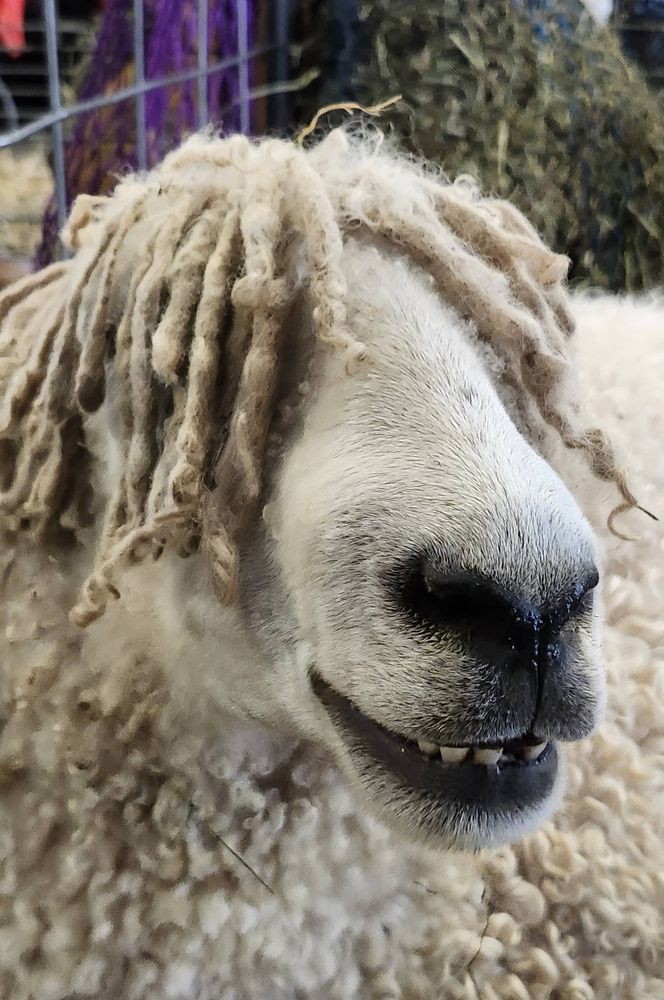 Closeup on the face of a Cotswold sheep with locks covering its eyes, saying "sup"