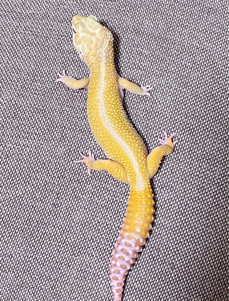 #レオパ #爬虫類 #ヒョウモントカゲモドキ #爬虫類好き #ヤモリ #leopardGecko