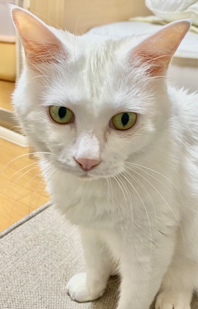 猫 ねこ　ネコ　猫のいる暮らし　白猫　猫好きさんと繋がりたい　可愛い　生き物　ペット