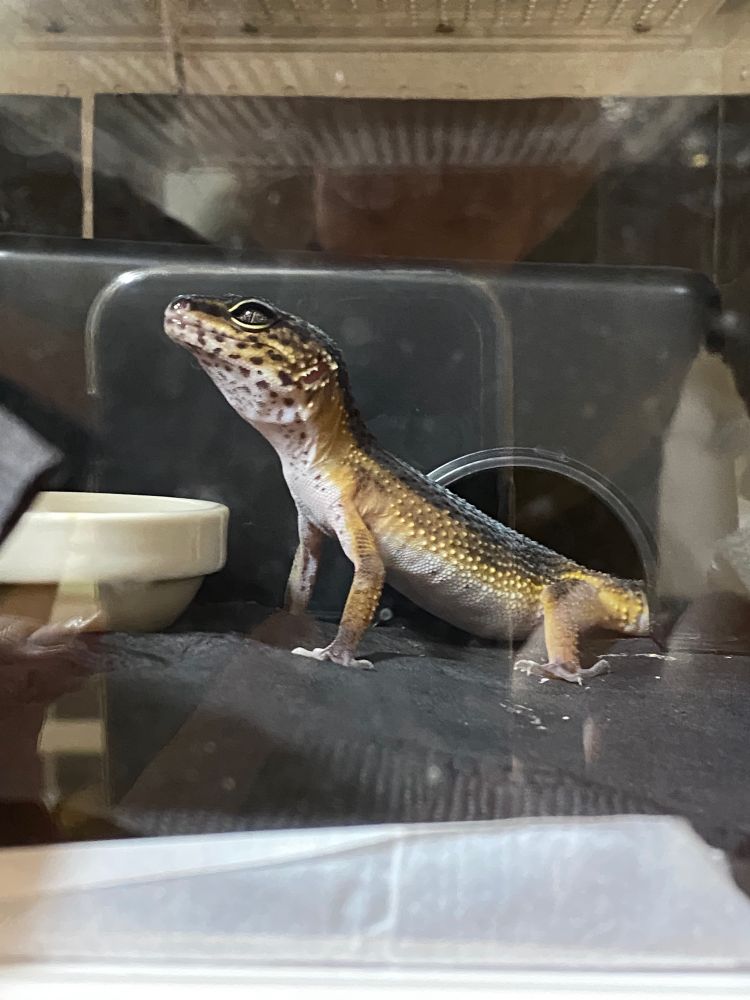 ヒョウモントカゲモドキ レオパ レオパードゲッコー　ヤモリ　爬虫類　爬虫類好き　ブラックナイトクロス