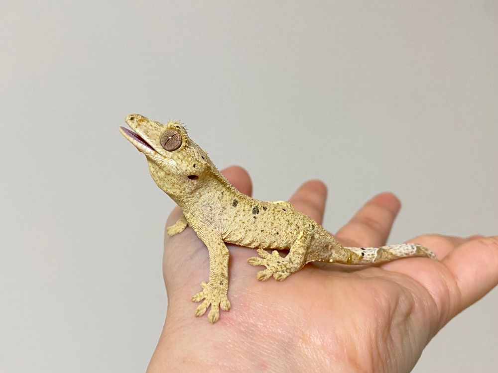 クレス　クレステッドゲッコー　爬虫類　ヤモリ　爬虫類好きと繋がりたい　生き物　オウカンミカドヤモリ　カベチョロ
