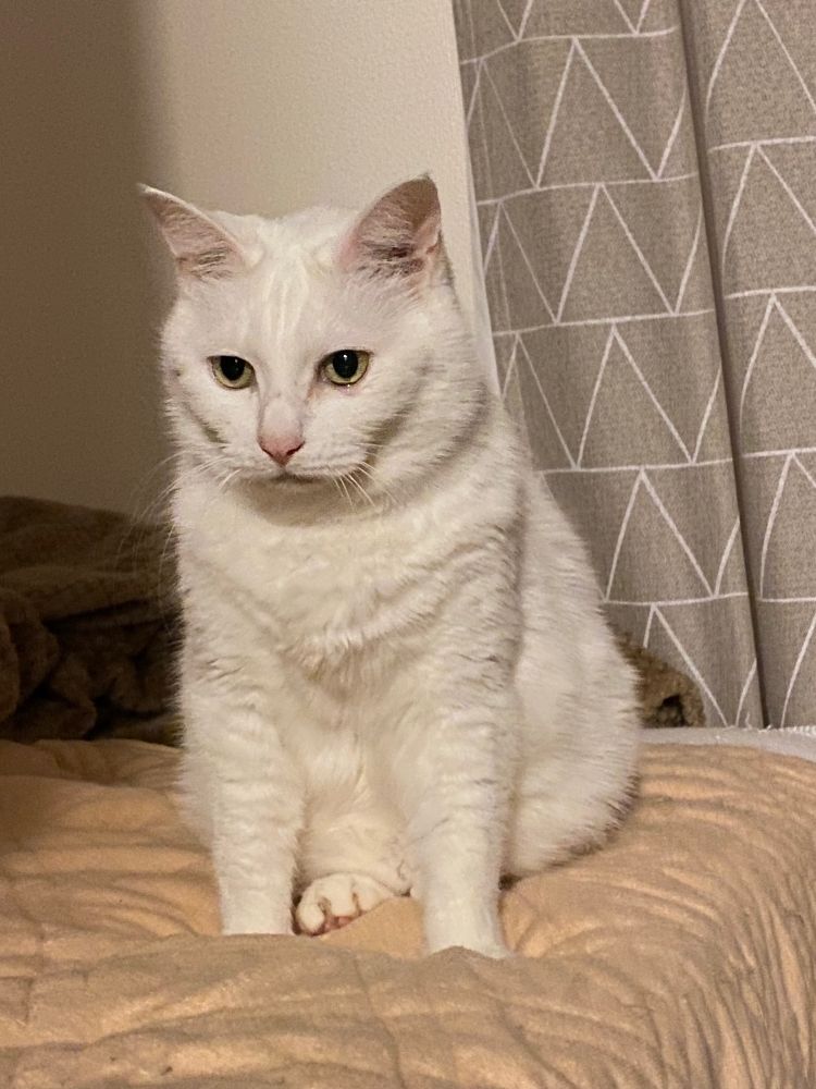 猫　ねこ　ネコ　猫のいる暮らし　猫好きさんと繋がりたい　白猫　可愛い