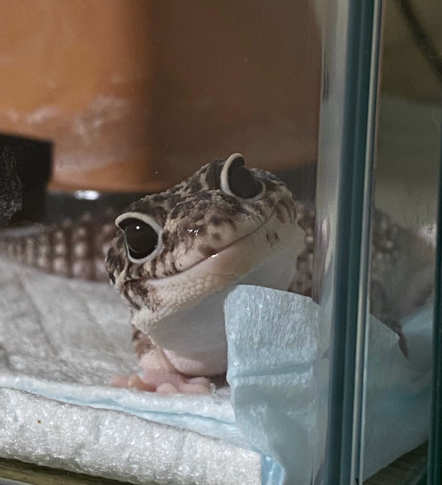 reptile ヤモリ 爬虫類 ヒョウモントカゲモドキ レオパードゲッコー leopard Gecko レオパ