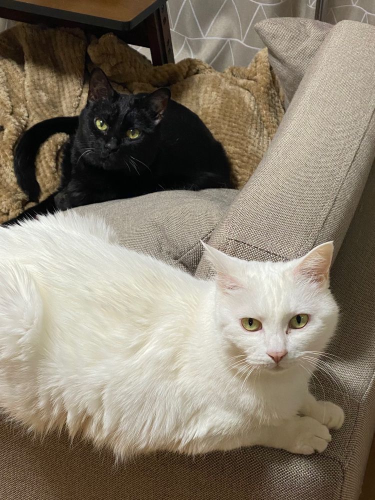 猫の日 猫 ネコ ねこ 白猫 黒猫 猫のいる暮らし 猫好きさんと繋がりたい 生き物 可愛い 猫の日2024