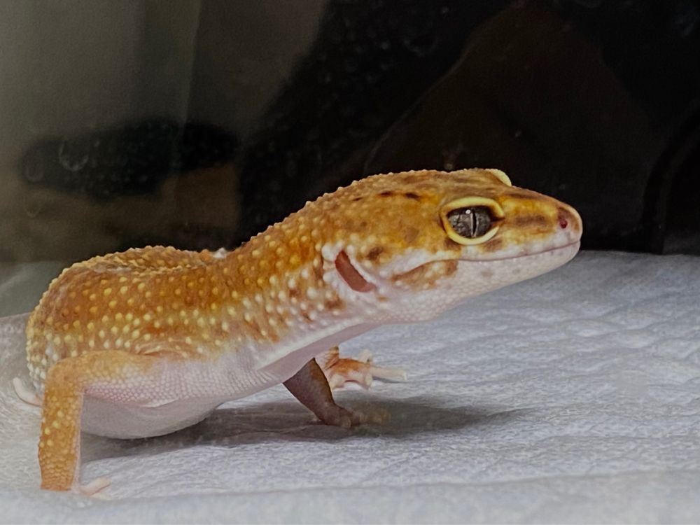 ヒョウモントカゲモドキ レオパ レオパードゲッコー ヤモリ 爬虫類 爬虫類好きと繋がりたい　生き物　生き物好き
