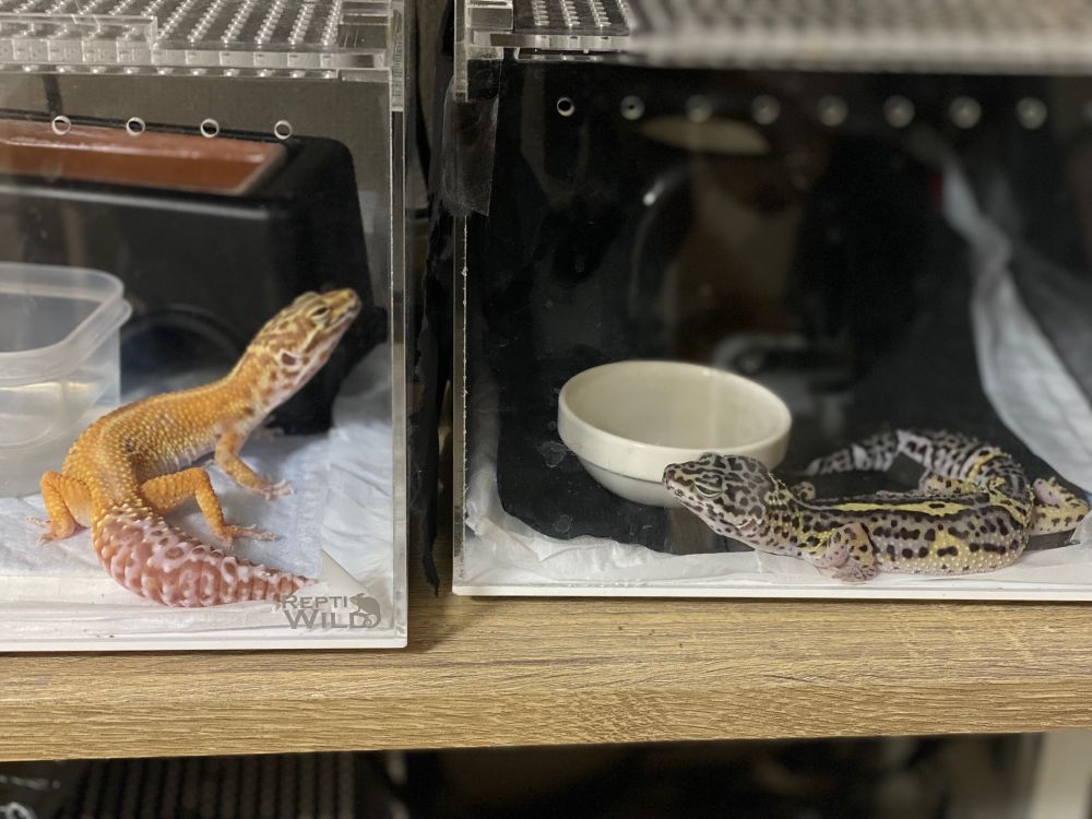 レオパ　レオパードゲッコー　ヒョウモントカゲモドキ　レッドストライプベルアルビノ　メラニスティックスノー　爬虫類　爬虫類好きと繋がりたい　ヤモリ
