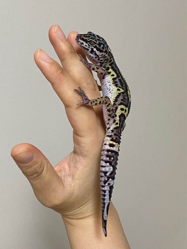 生き物　爬虫類　レオパ　レオパードゲッコー　ヒョウモントカゲモドキ　ヤモリ　爬虫類好きと繋がりたい　メラニスティックスノー　生き物好き　可愛い