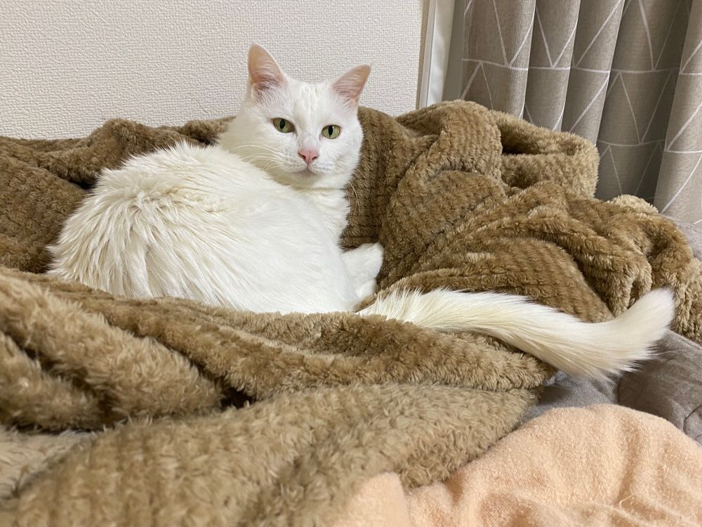 猫 猫好き 猫のいる暮らし 猫好きさんと繋がりたい 白猫 ねこ ネコ 可愛い ブランシュ にゃんこ かわいい猫
