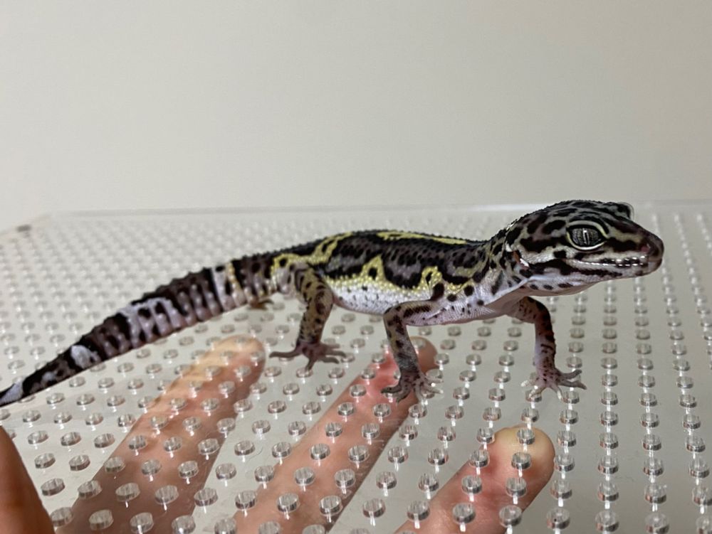 レオパードゲッコー メラニスティックスノー　レオパ　ヒョウモントカゲモドキ　可愛い　生き物　生き物好き　爬虫類　爬虫類好き　ヤモリ　爬虫類好きな人と繋がりたい