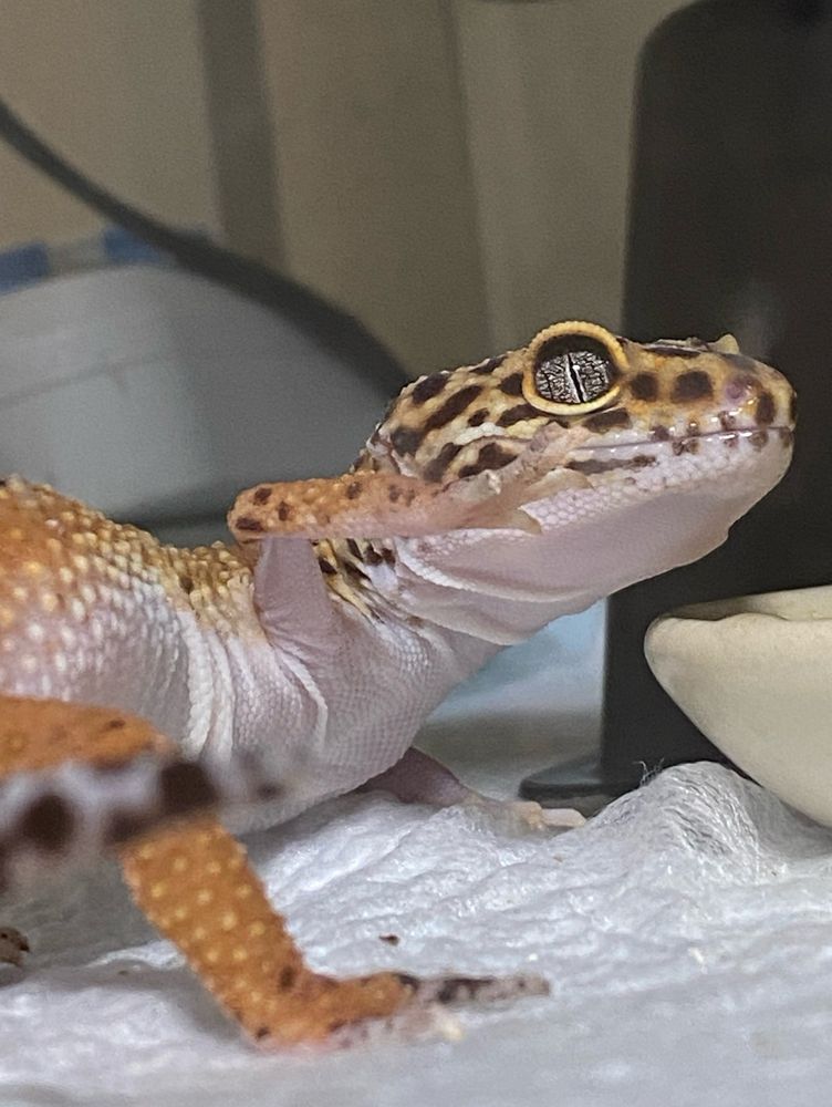 レオパ　leopard Gecko レオパードゲッコー　ヒョウモントカゲモドキ