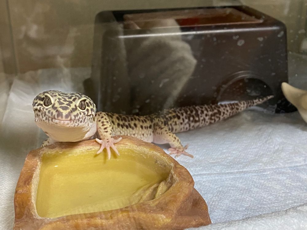 ヒョウモントカゲモドキ ハイイエロー  トレンパーアルビノ レイニングレッドストライプ  スーパーマックスノー 爬虫類 爬虫類好きと繋がりたい レオパ レオパードゲッコー ヤモリ 生き物 生き物好きと繋がりたい