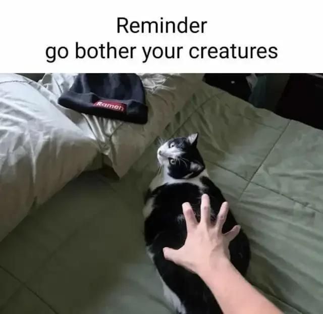 A photo of a cat on a bed looking up at the viewer who has their hand in the car. Above the image reads "reminder go bother your creatures."