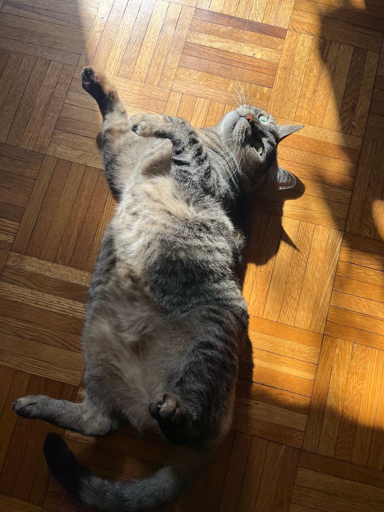 A chubby torbie showing a lot of belly. 