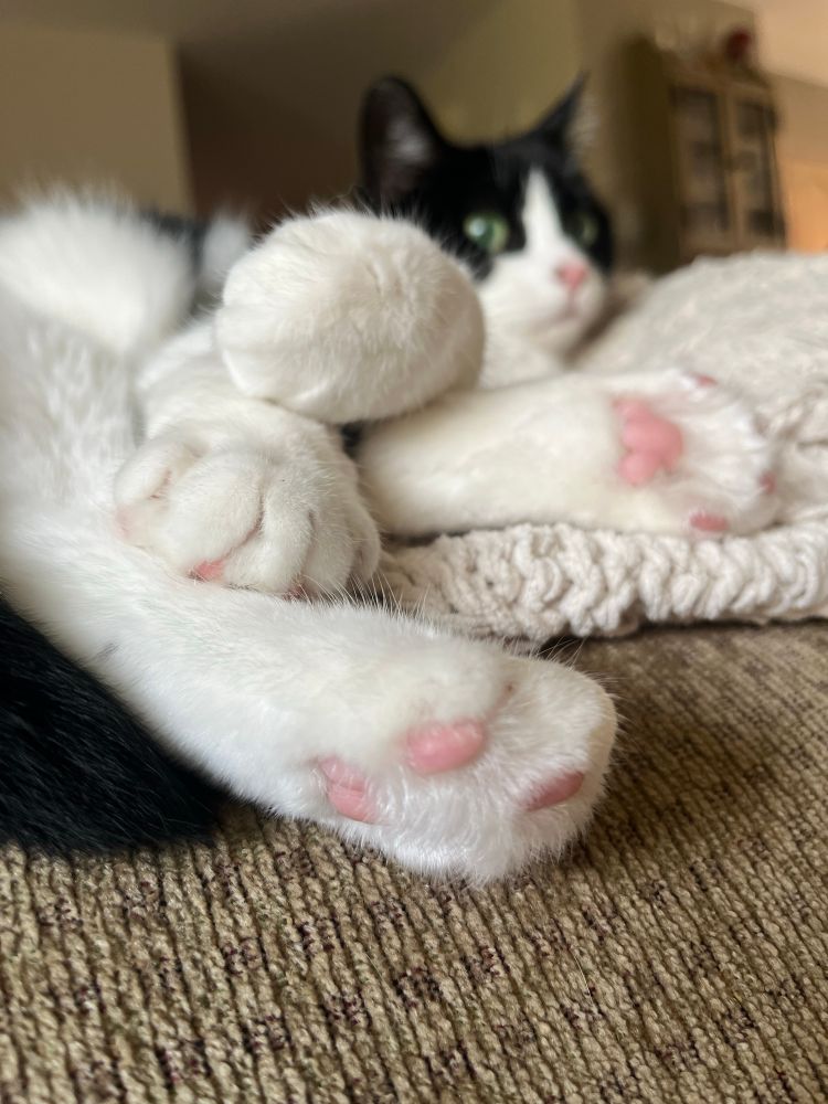 In the foreground, the four paws of a small tuxedo cat with pink toe beans showing. One forepaw is demurely curled. In the background the cat is looking keenly off into the distance as if to freak out her owner.