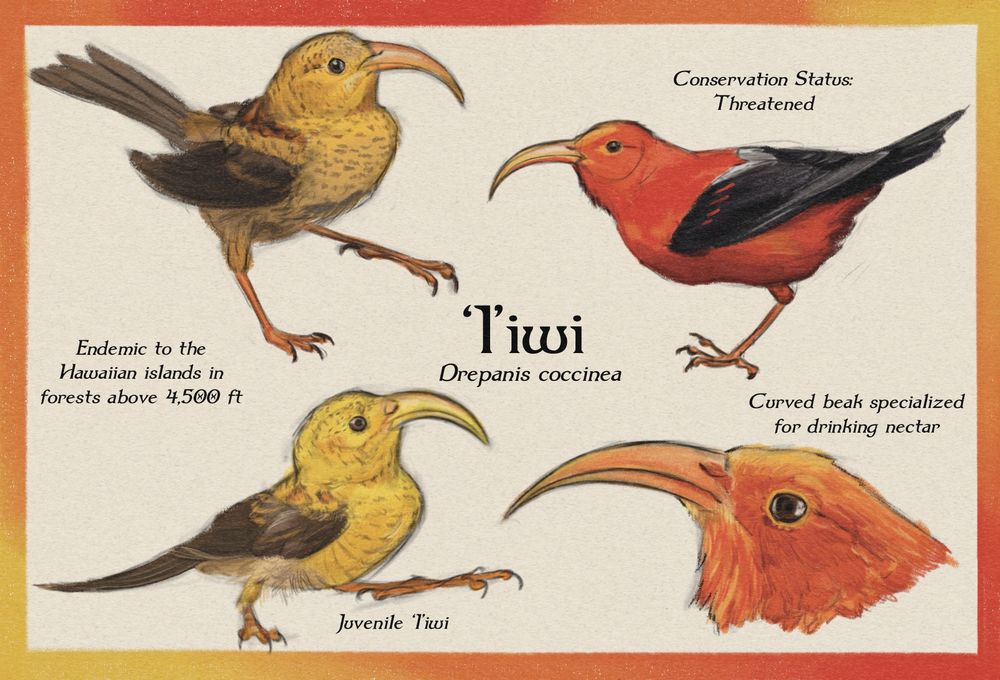 Digital pencil sketches of four ‘I’iwi birds take up a postcard design. The two juvenile birds on the left half are yellow with brown, dashed speckles. The adult birds on the right are bright crimson with black wings and large, curved beaks. There is informational text scattered between the sketches.   