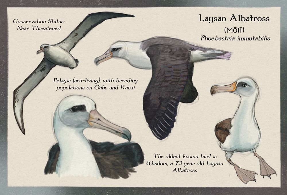 Four sketches of the Laysan Albatross in various poses are interspersed with facts about the species. The birds are white with dark brown wings and heavy black eyeshadow.  