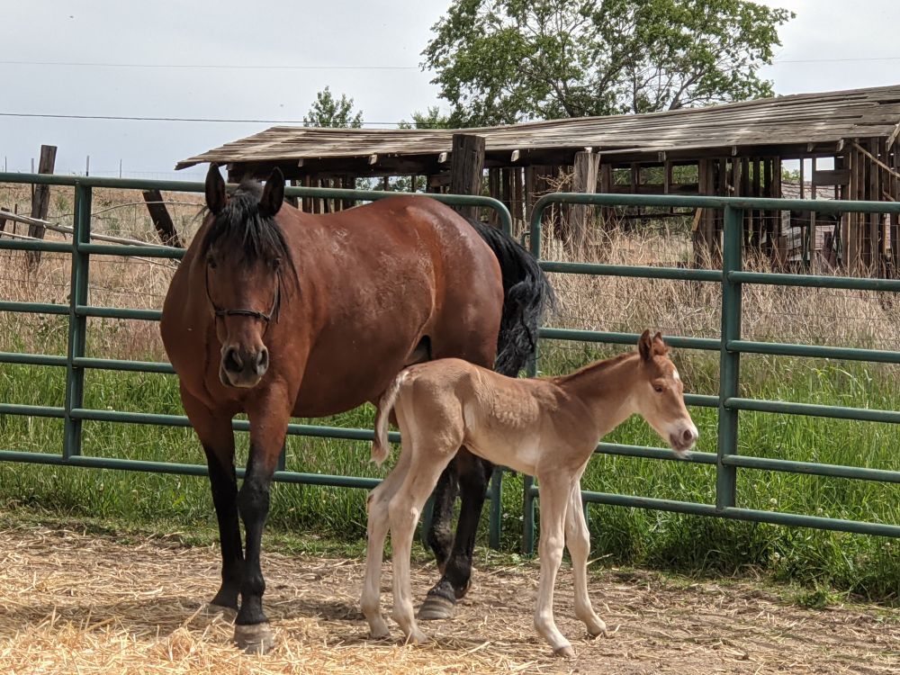 Picture of Princess and baby Thor