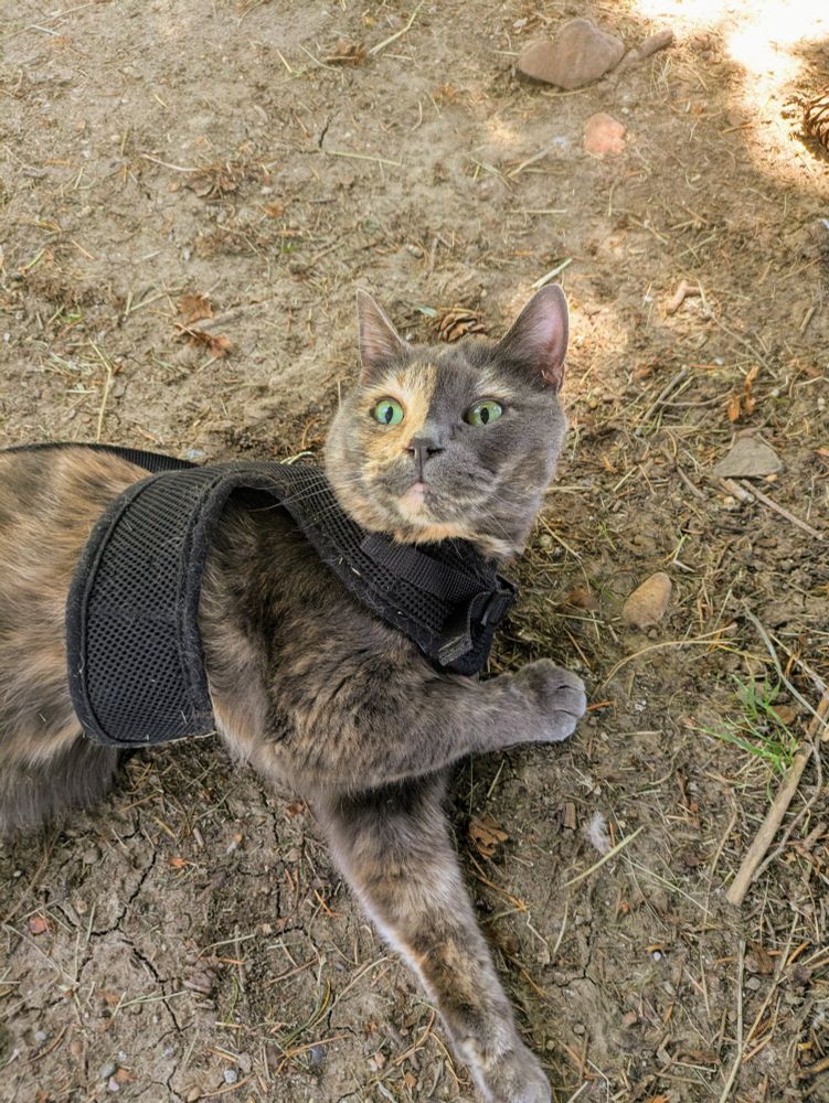 A photo of Kitten, a dilute tortoiseshell cat, happily rolling in the dirt