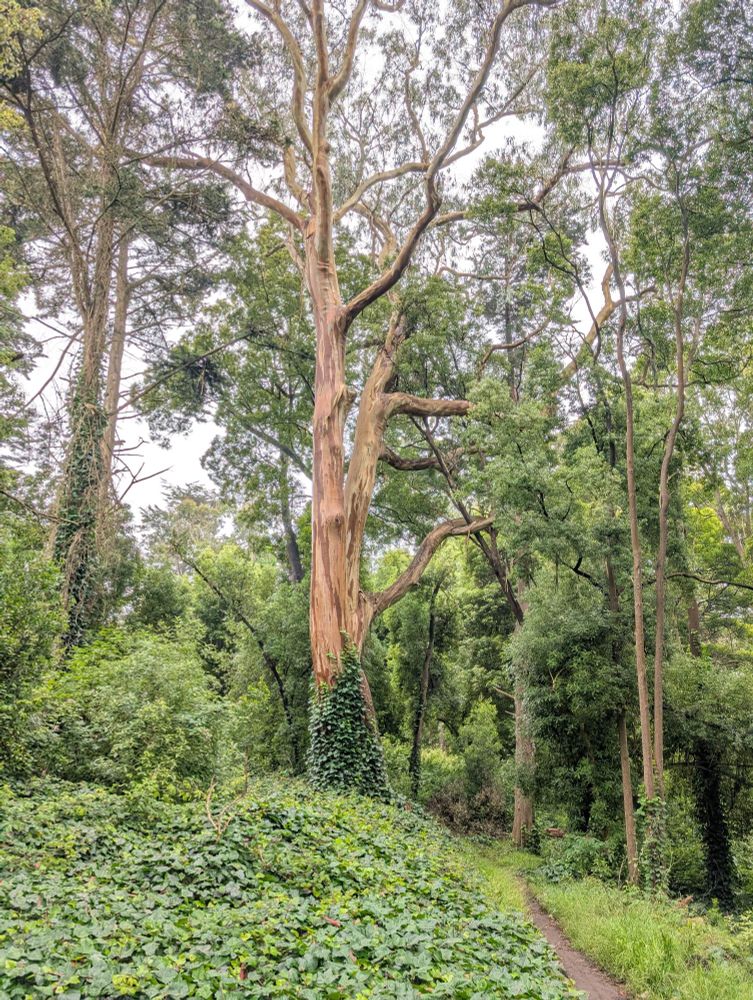 Just a pretty, but invasive tree.