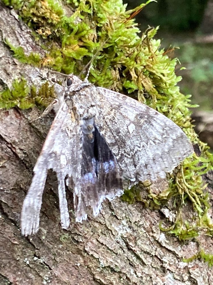 A moth with zigzag markings on broad silver-grey forewings, can also see a glimpse of the lilac blue flashes across the hindwings. Its missing a chunk of its wing, like the result of an encounter with a hungry bird. It is sitting on a branch with some moss on it.