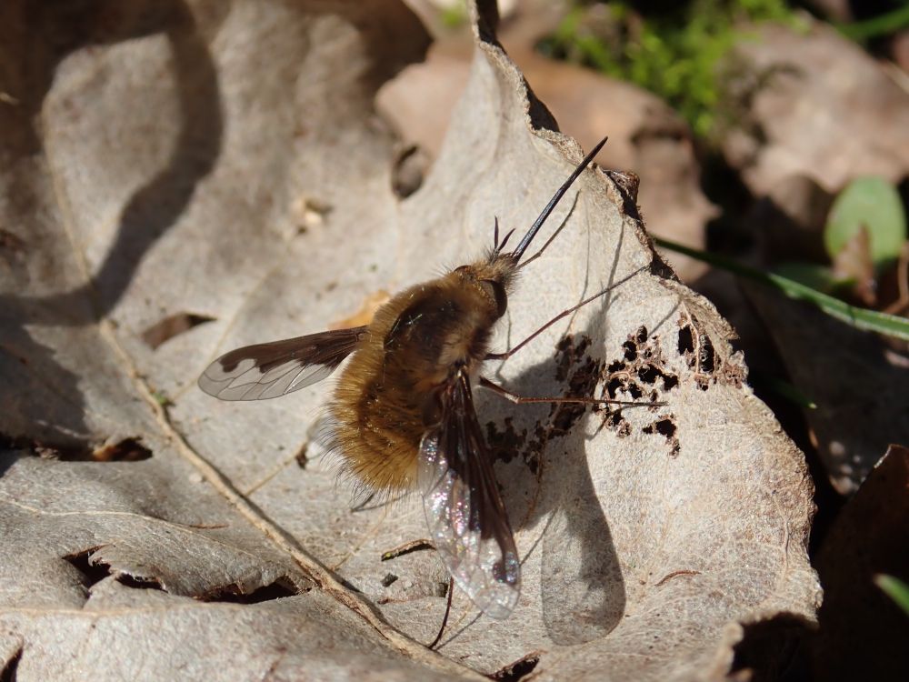 Photo of the dark-edged bee-fly sitting on a brown, wilted leaf. The bee-fly has a fluffy brown coat and a long proboscis sticking out. There is a gap between the eyes on the top of the head indicating that this is a female bee-fly.