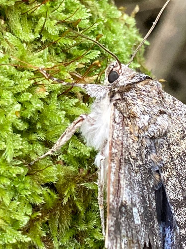 A close up of the moths head, it is sitting on a chunk of moss.