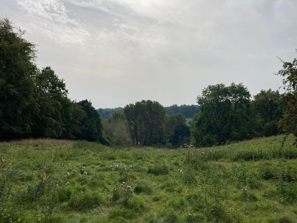 Image of open grassland in the foreground, with a wooded region behind it. The sky above is a light blue/grey.