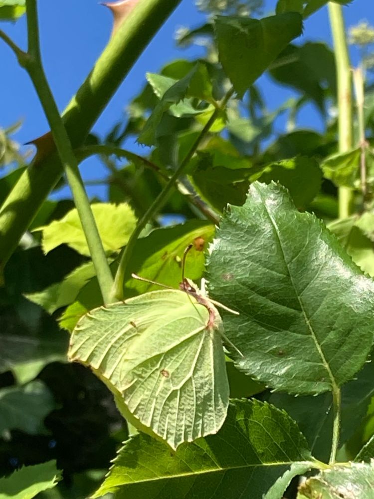 Common brimstone butterfly with folded pale green wings resting on some green leaves. The colour and shape of the wings, along with strong veining mean the butterfly is camoflauged amongst the leaves. Some blue sky can be seen in the background.