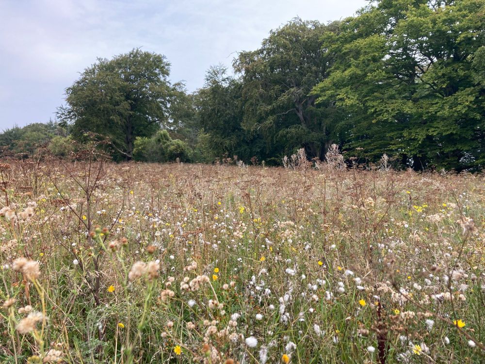 A meadow with an abundance of flowering plants in the foreground. Some large trees line the edge of the meadow.