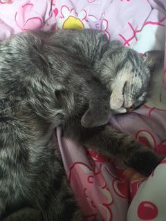 my gray tabby cat named Colecovision who turns 1 in october