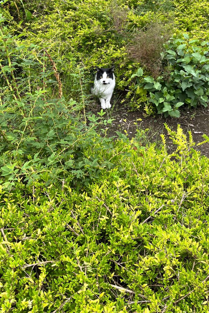 A lovely wee black and white cat peering out at me from the shelter of a lot of green shrubbery.