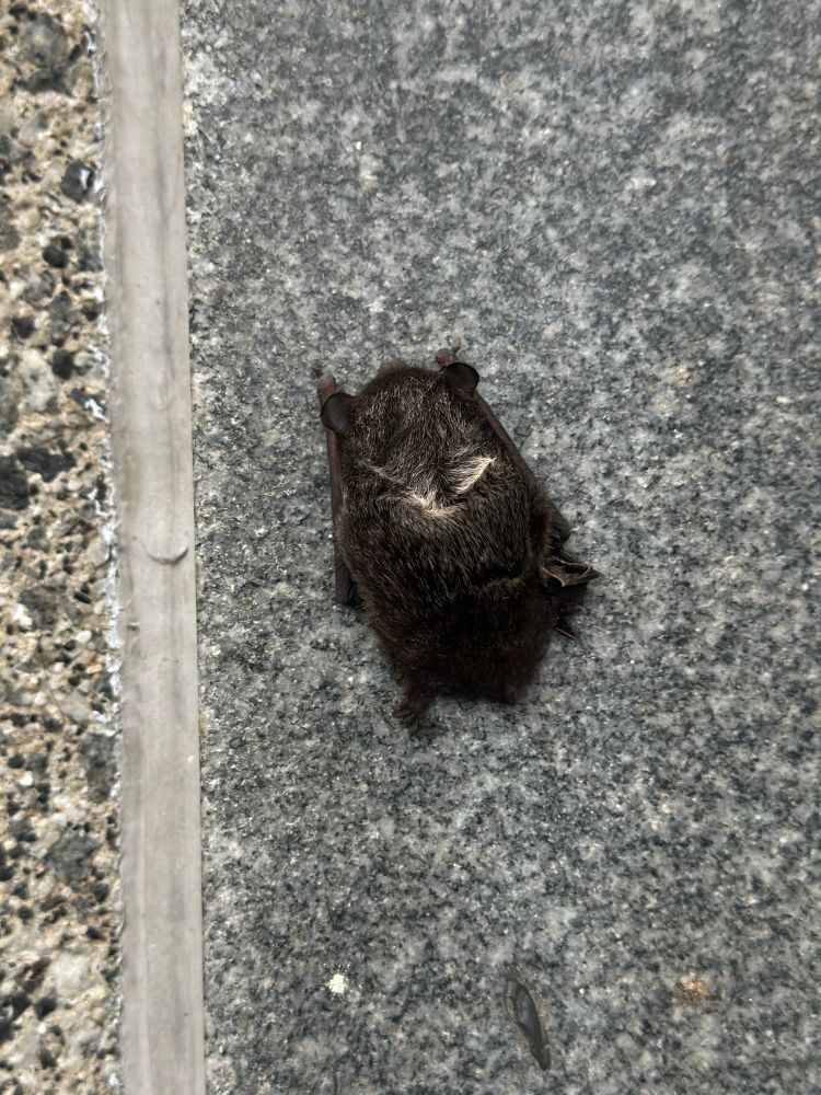 Medium sized bat facing down on the concrete with silver hairs on its back. 
