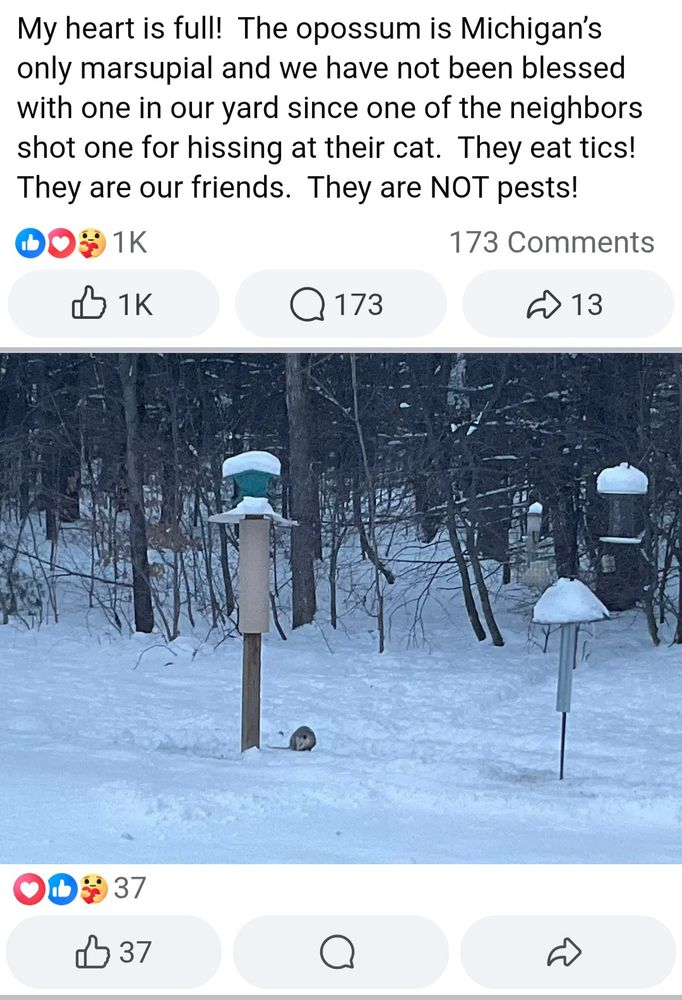 New opossum sighting!