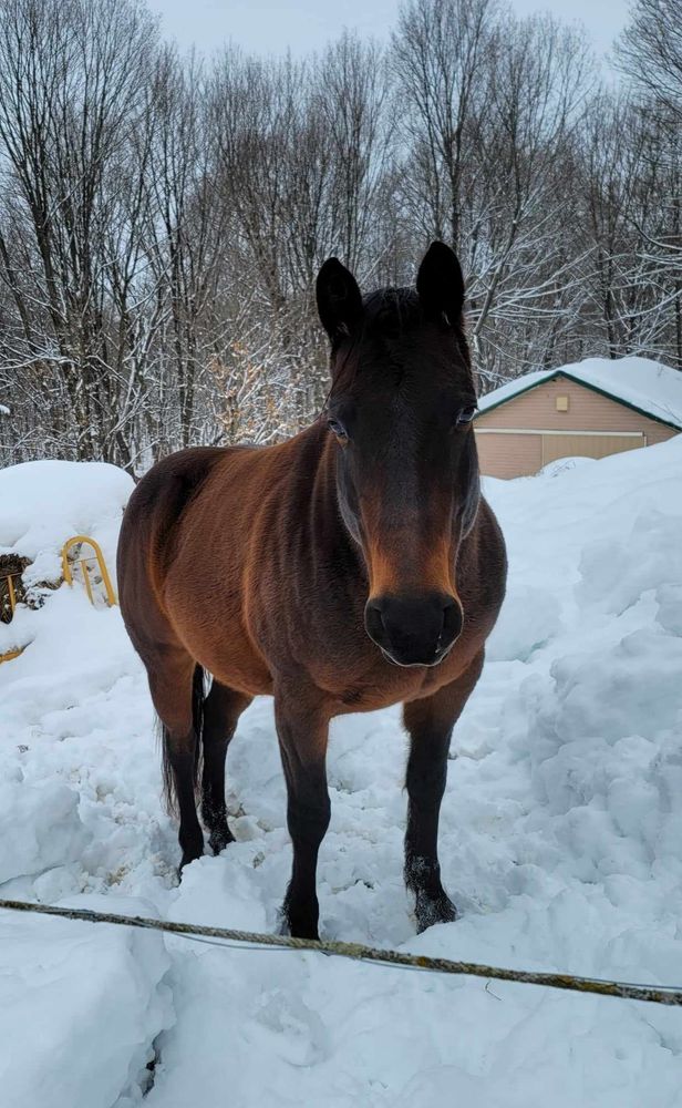 a beautiful brown horse standing in the snow looking with her ears forward because she is happy to see me :)