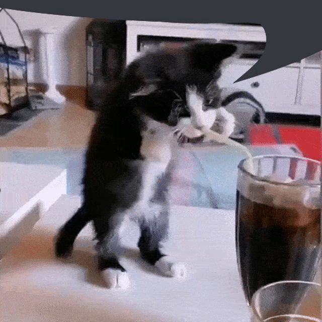 a black and white cat standing on its hind legs next to a glass of cola