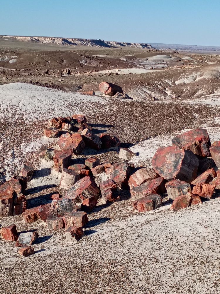 Petrified wood everywhere 