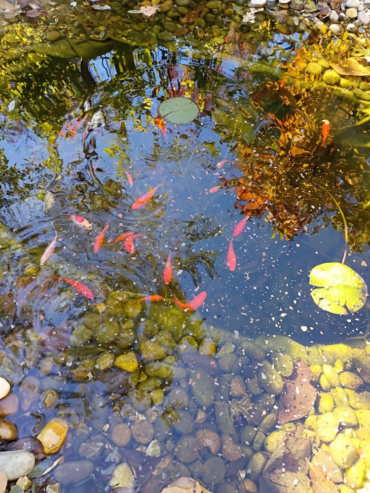 My little fishies in their main pond