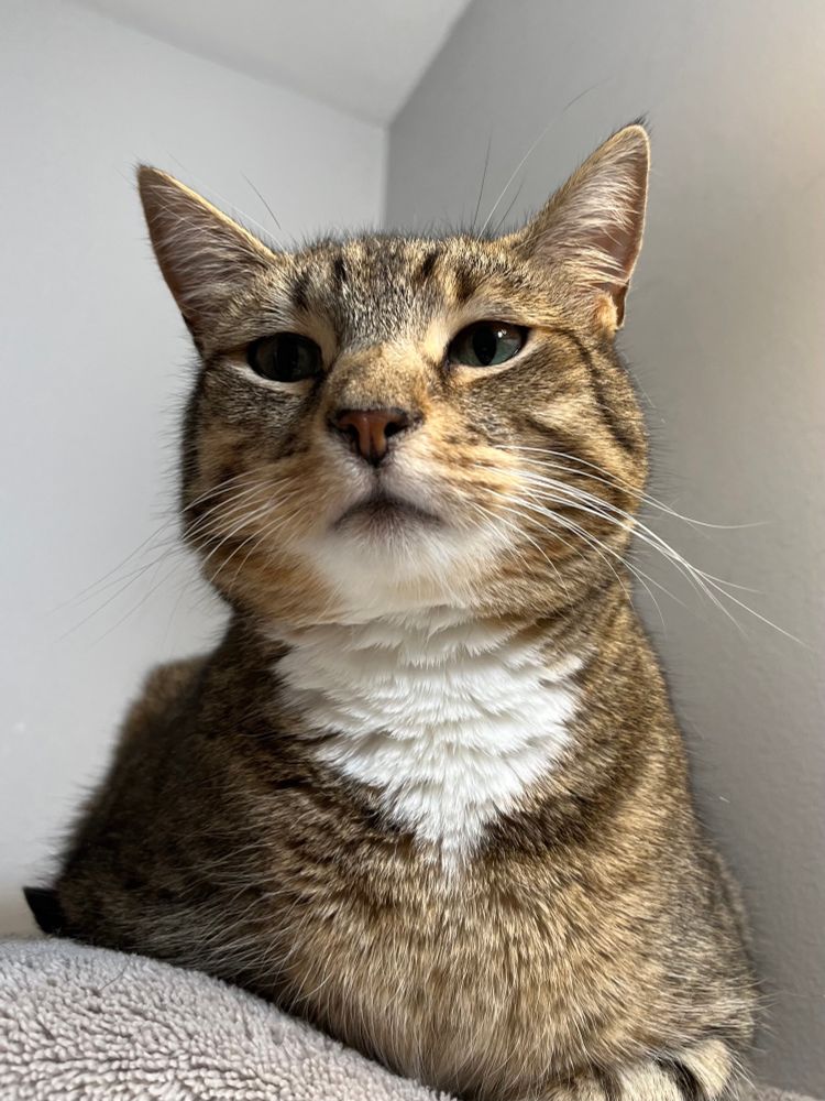 bonny again… but bigger. she’s kinda chonky now, sitting on a towel and doin the cat loaf thing. points of interest include her white cravat, orange/pink nose, white whiskers, orange cheeks, green eyes, and giant snout