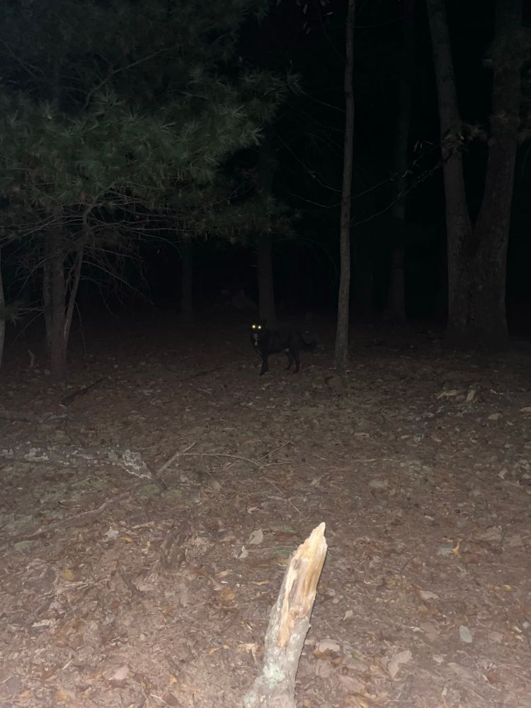 the woods at night. taken with the flash on. in the foreground: a big brokeup stick. in the middle: sticks and leafs. in the background: trees…… darkness….. and the stick legs, panting snout, and glowing gold eyes of oakley the dog. ahaha……. pretty scary!!