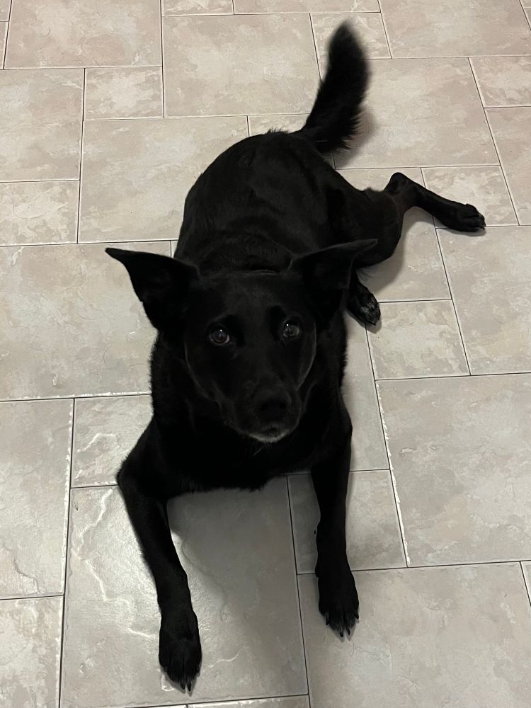 oakley the cattle dog mix lookin like a black paint blob on my kitchen floor. her ears are perked up and her tail is wagging