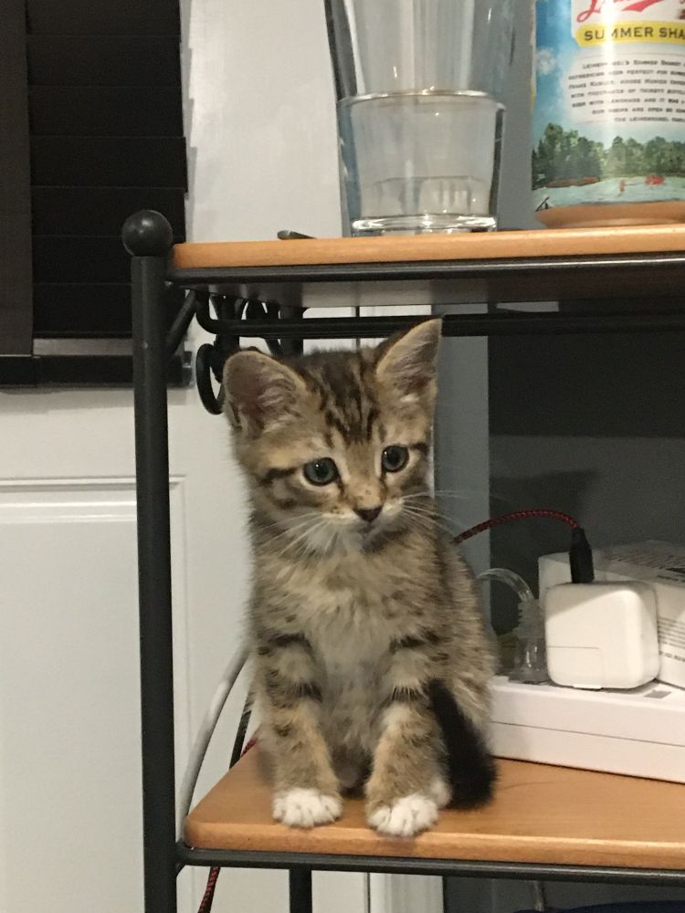 it’s baby bonny baloney (circa 2020)!!!! she’s a teeny tiny tan tabby kitten sitting on a shelf next to a surge protector and she is So baby that she’s about the same height as the can of leinenkugel’s summer shandy on the shelf above her. she has tiny white tipped paws and her black striped tail is curled up over her side. she has that glass-eyed idiot kitten look but don’t worry, she’s still that stupid
