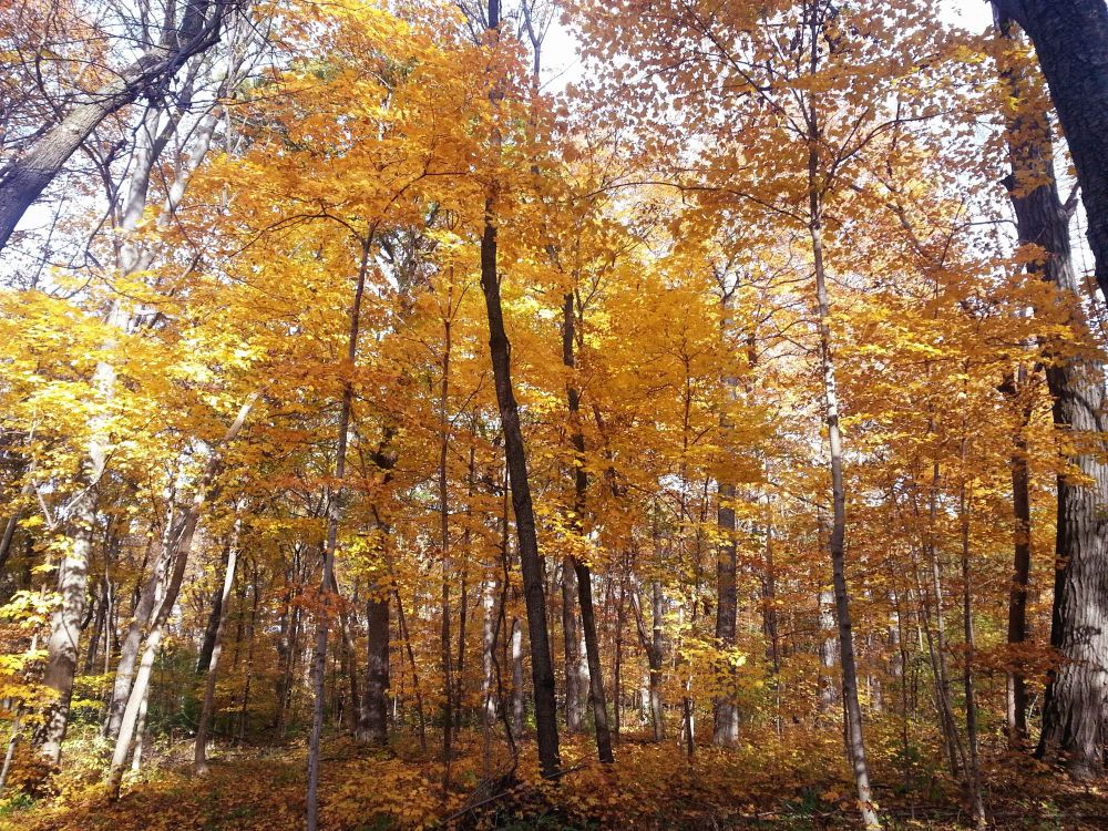 Yellow woods