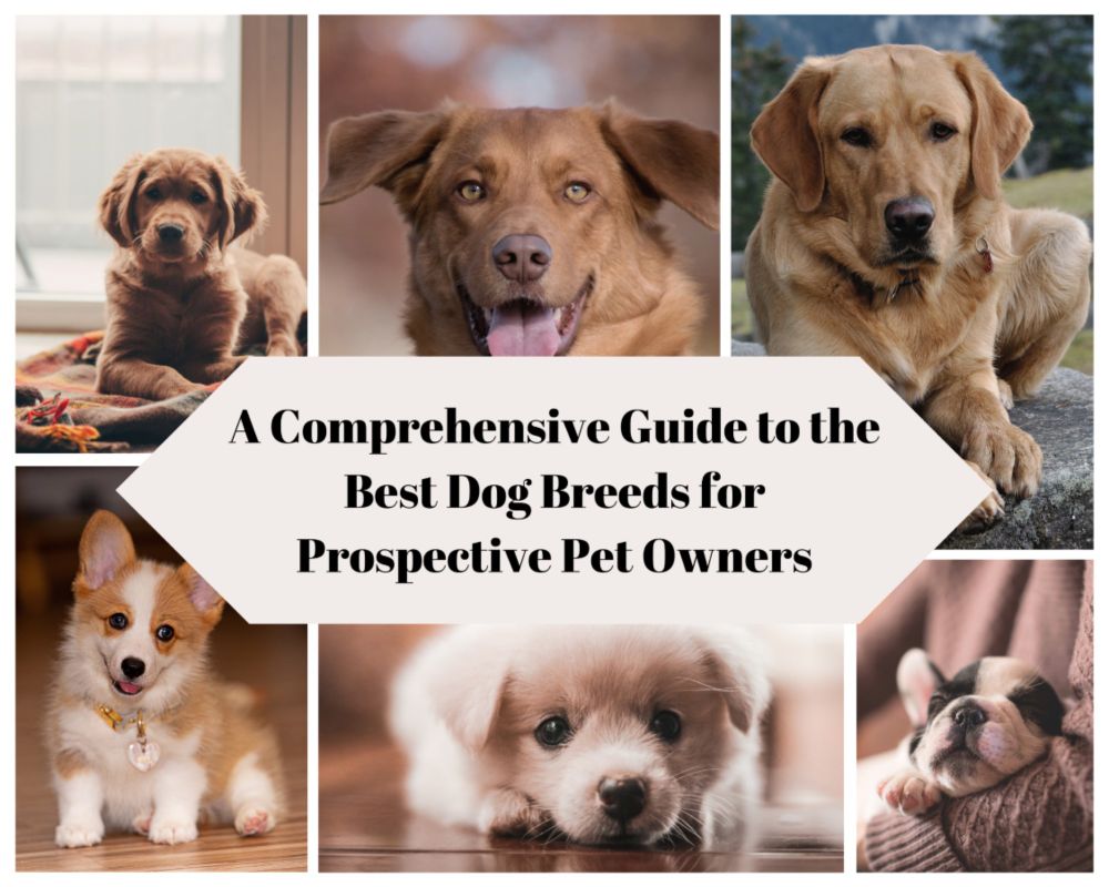 A Comprehensive Guide to the Best Dog Breeds for Pet Owners