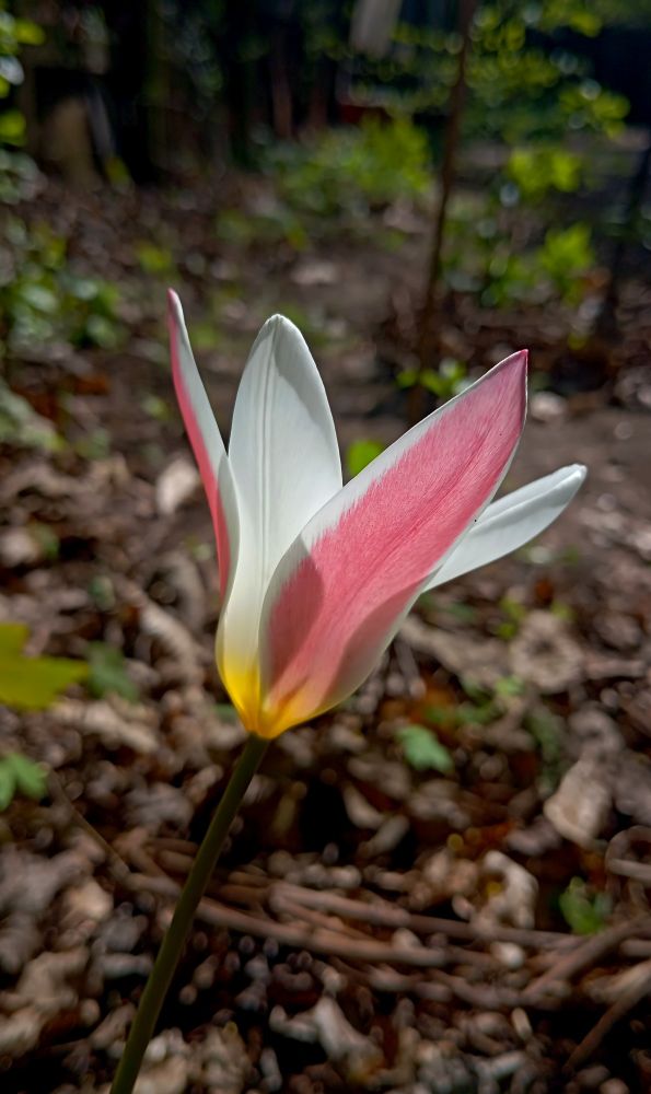 Fotografie einer einzelnen Tulpenblüte, die gerade aufblüht. Die Blütenblätter sind rosa mit weißem Rand,oder Blütenboden ist gelb. 
Im Hintergrund ist ein unscharfes Stück Garten zu sehen, braun, kahl, ein paar hellgrüne Blätter.