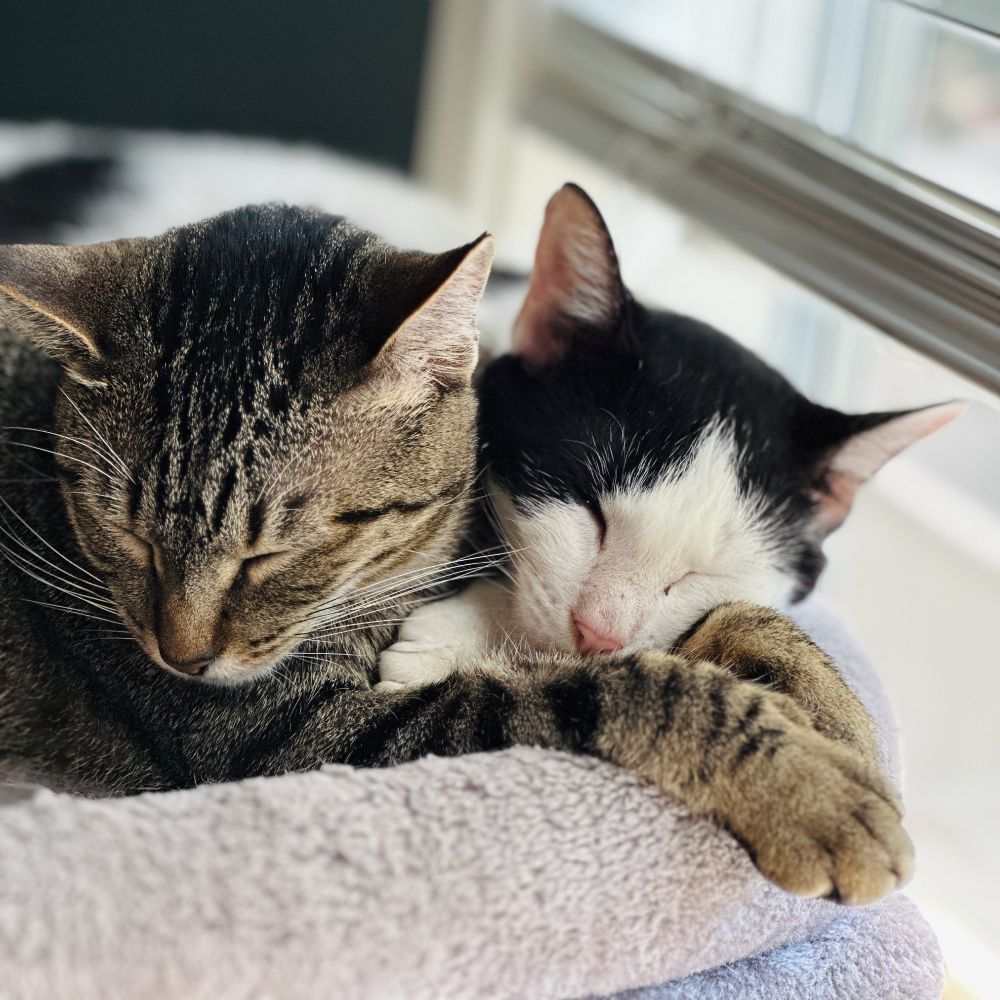 Our two sweet girls, Mochi and Sasha, curled up together for a nap